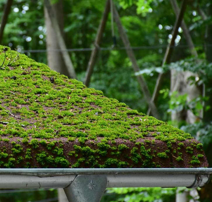 Roof moss example