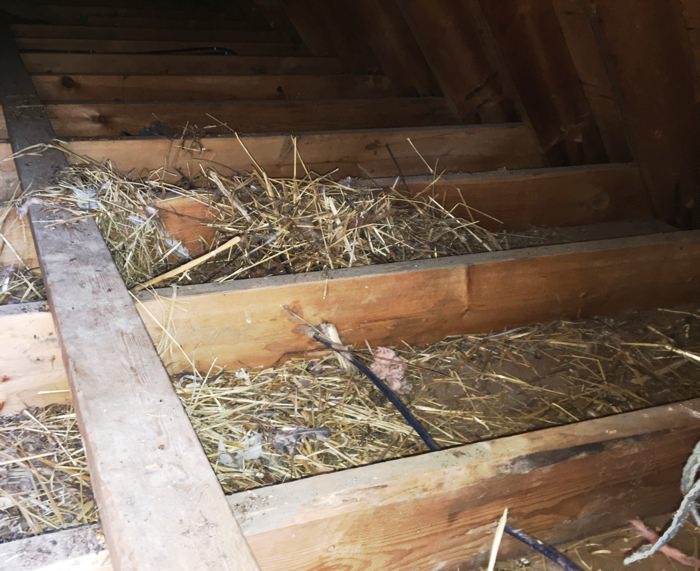 Damaged attic, no insulation