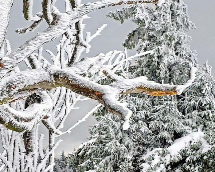 Tree branch with ice